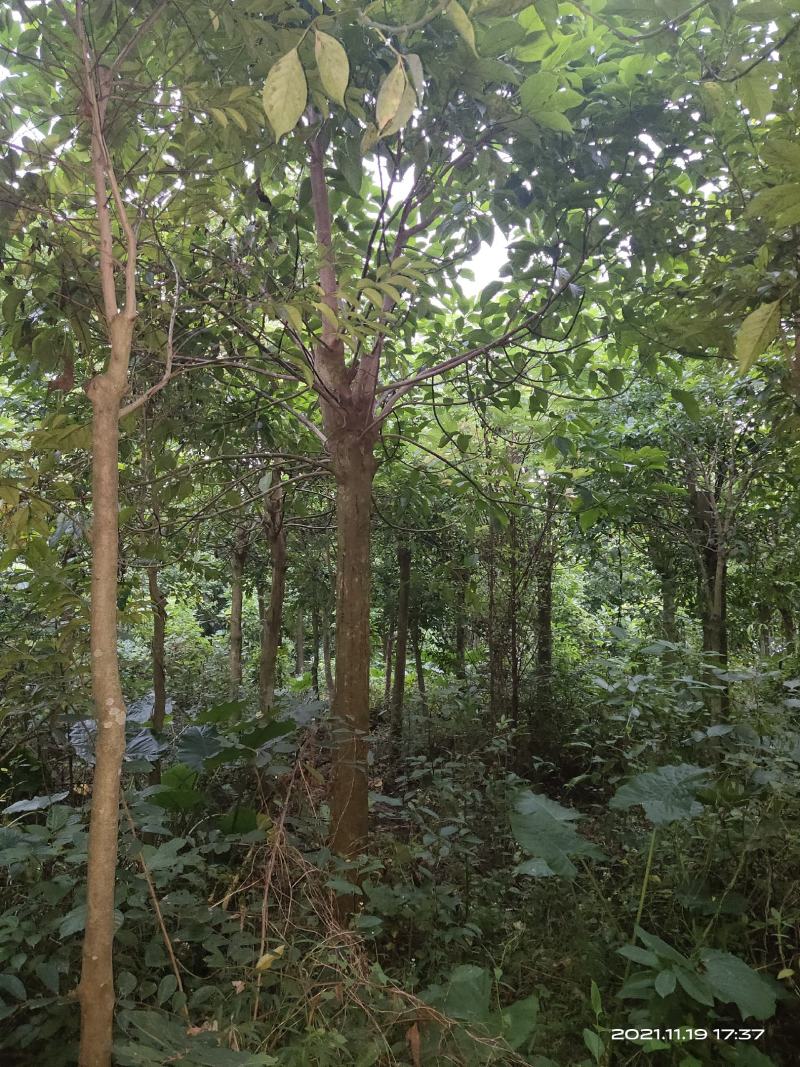 秋风树