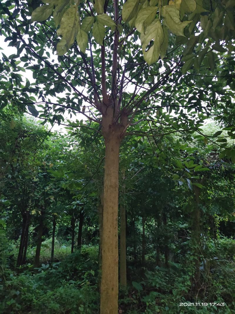 秋风树