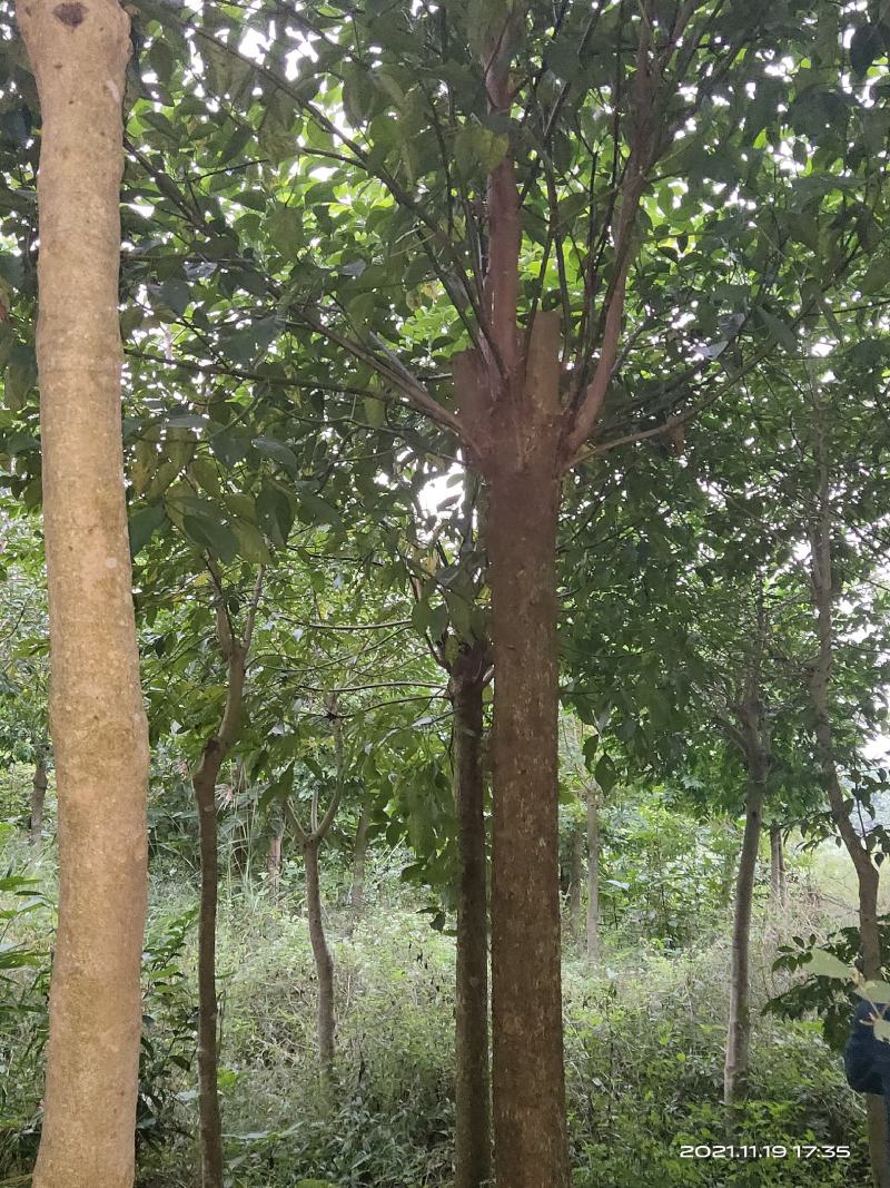 秋风树
