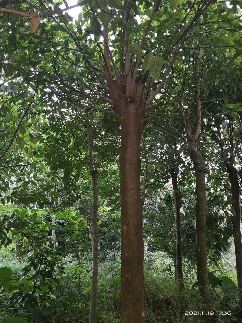 秋风树