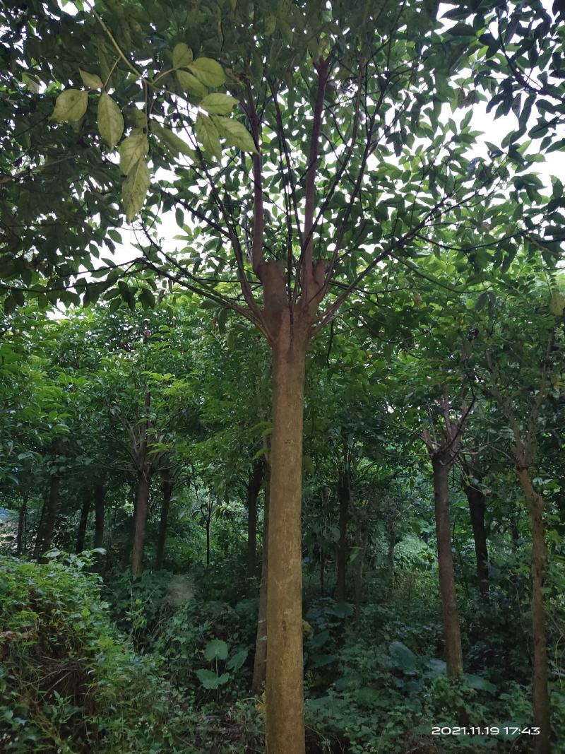 秋风树