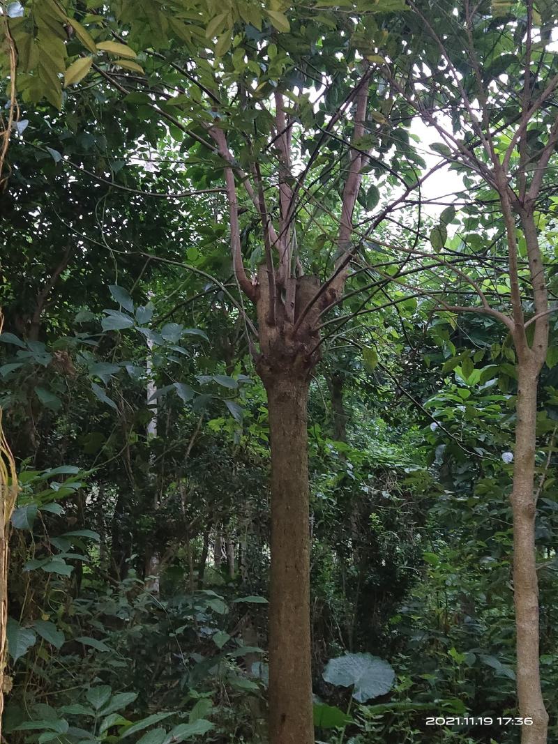 秋风树
