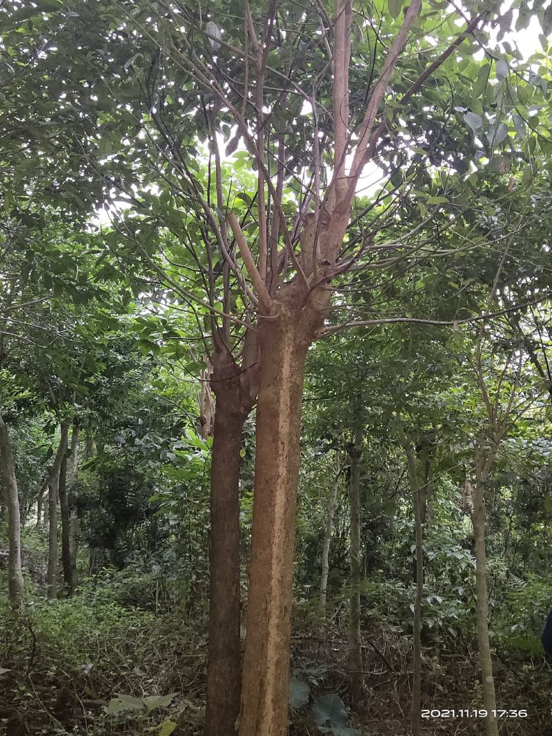 秋风树