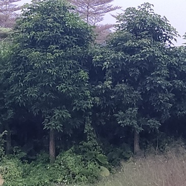 秋风树