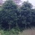 秋风树