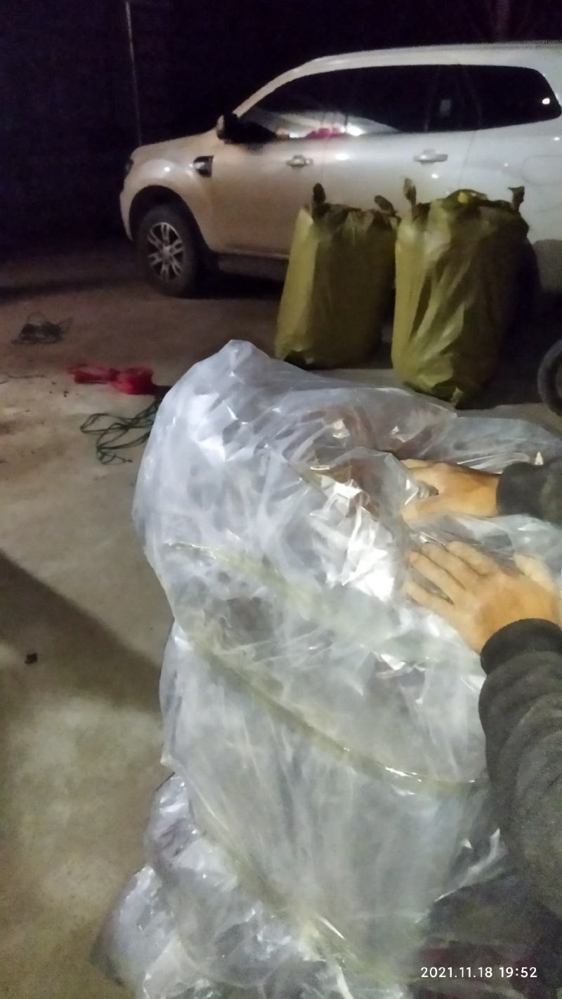 南方种植黄水晶车厘子大樱桃苗自花授粉品种