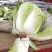 河南通许大白菜品种全，代收代储欢迎收购通许县蔬菜基地