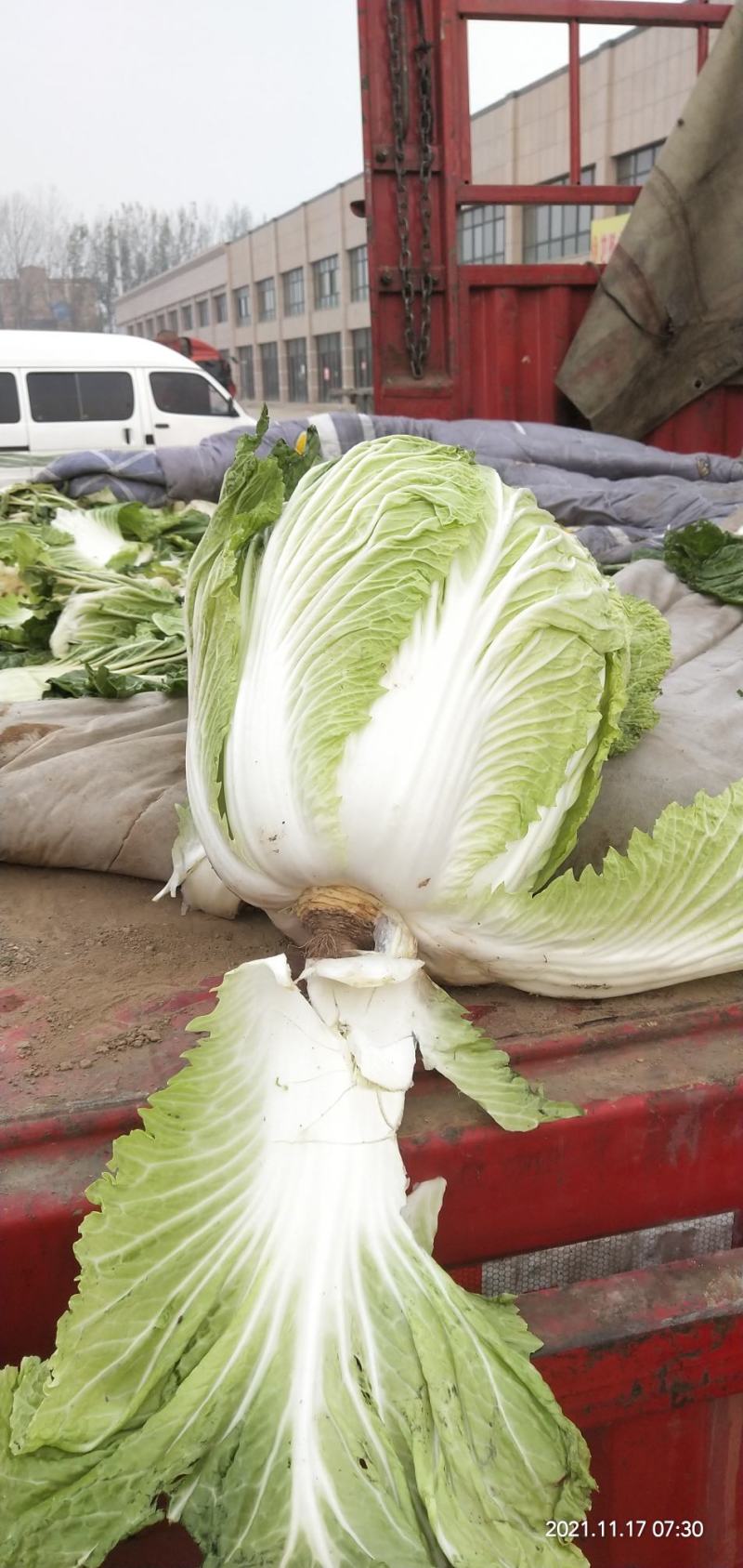 河南通许大白菜品种全，代收代储欢迎收购通许县蔬菜基地