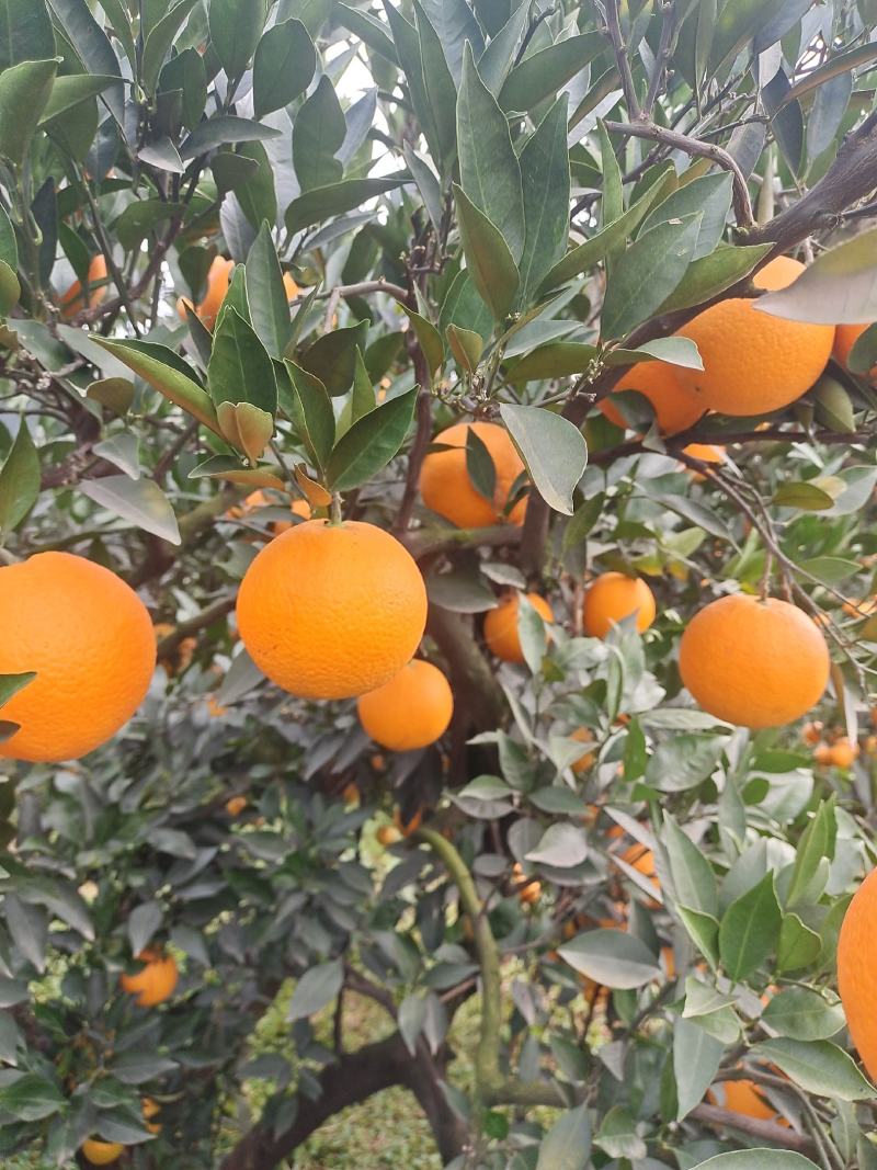 出售彭山区九号脐橙个头匀称漂亮十足