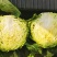 圆包菜河南甘蓝菜，产地新野，货优价廉0.5~1.5公斤