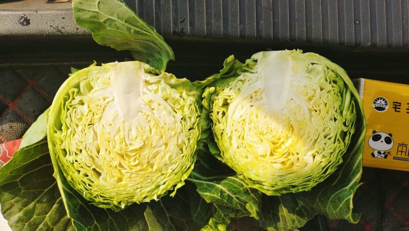圆包菜河南甘蓝菜，产地新野，货优价廉0.5~1.5公斤
