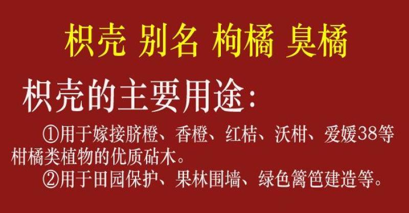 新采枸橘种子枳壳种子香橙红橘种子香橼嫁接砧木树种围墙篱笆