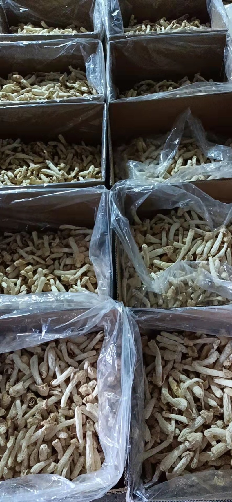 菌汤包专用竹荪蛋.竹荪球.嫩荪