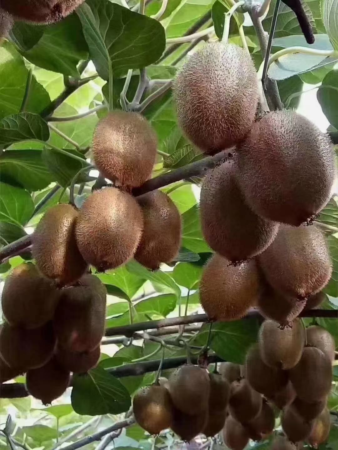 徐香品种猕猴桃