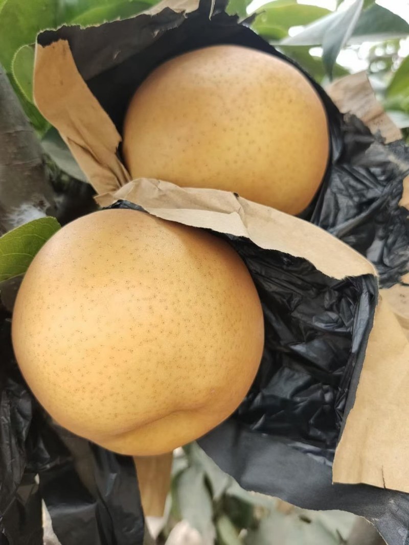 精品秋月梨大量上市，质量好，价格低，含糖量高，代发全国
