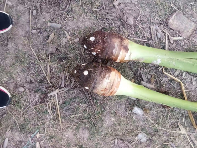 香芋地瓜蒸熟并压成泥的过程 香芋地瓜蒸熟并压成泥的过程