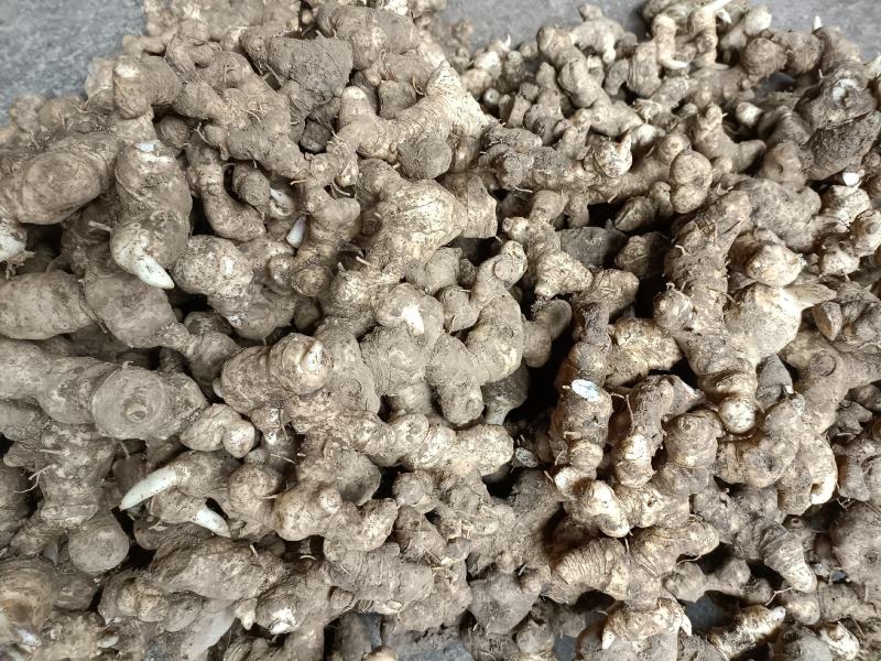 黄精姜形，一代野生种植，少量下单速挖，新鲜品不支持退货。