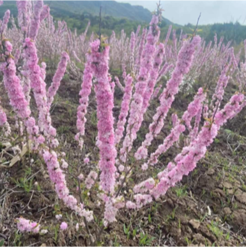麦李麦李枝条红花麦李白花麦李规格齐全