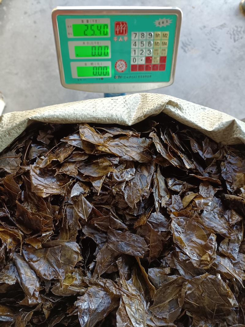 苦丁茶野生，货源来自贵州省遵义市绥阳县，5斤起包邮。
