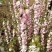 麦李麦李枝条红花麦李白花麦李规格齐全
