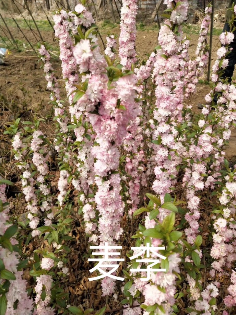 麦李麦李枝条红花麦李白花麦李规格齐全