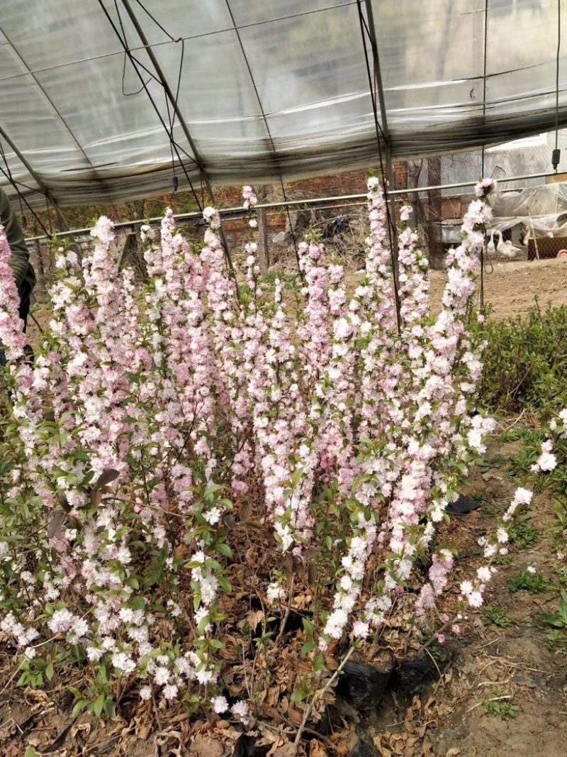 麦李麦李枝条红花麦李白花麦李规格齐全