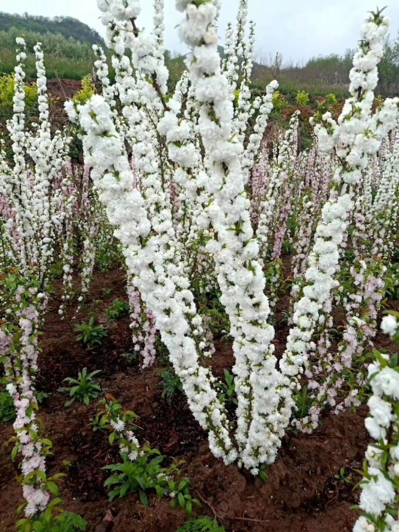 麦李麦李枝条红花麦李白花麦李规格齐全