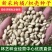 新采枸橘种子枳壳种子枸桔积壳籽橘子红橘种子嫁接砖木带刺篱