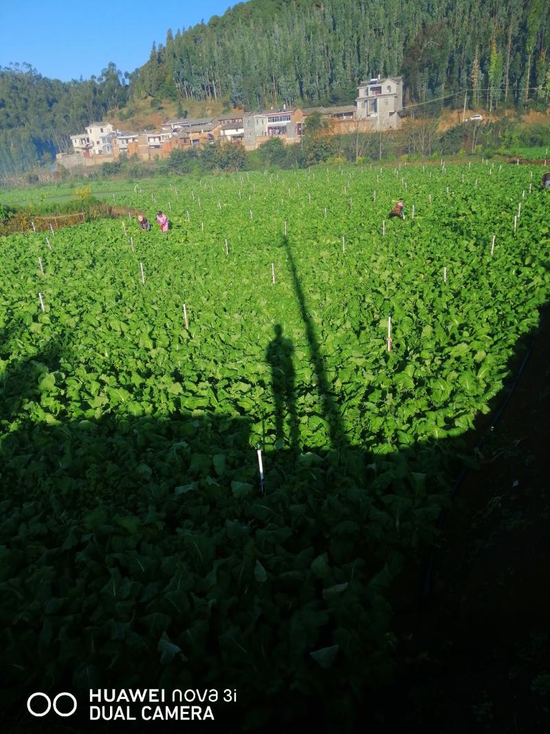 （热销中）售云南省红河州新鲜儿菜