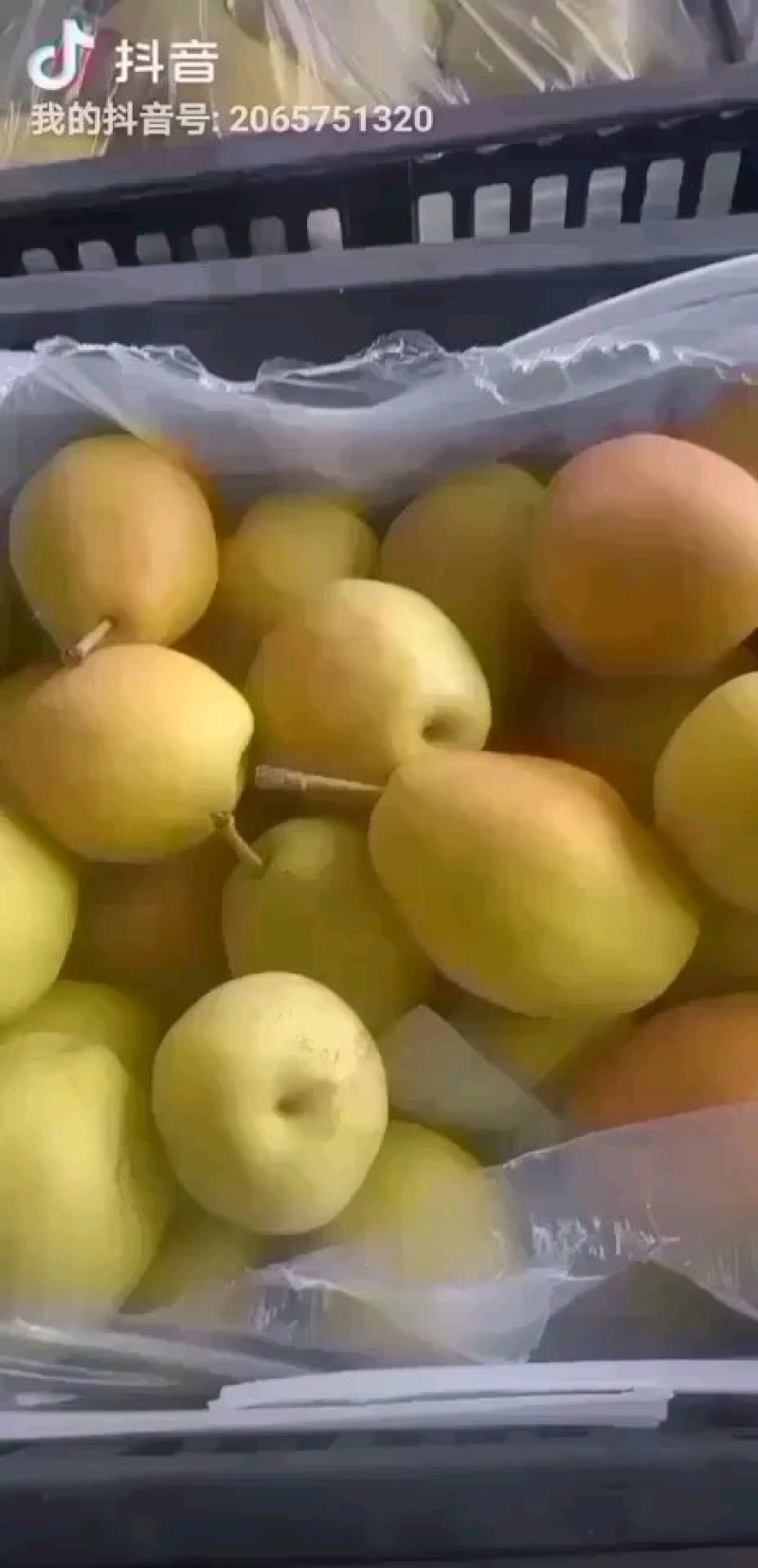 精品皇冠梨大量上市，质量好，价格低，货源充足，口感脆甜