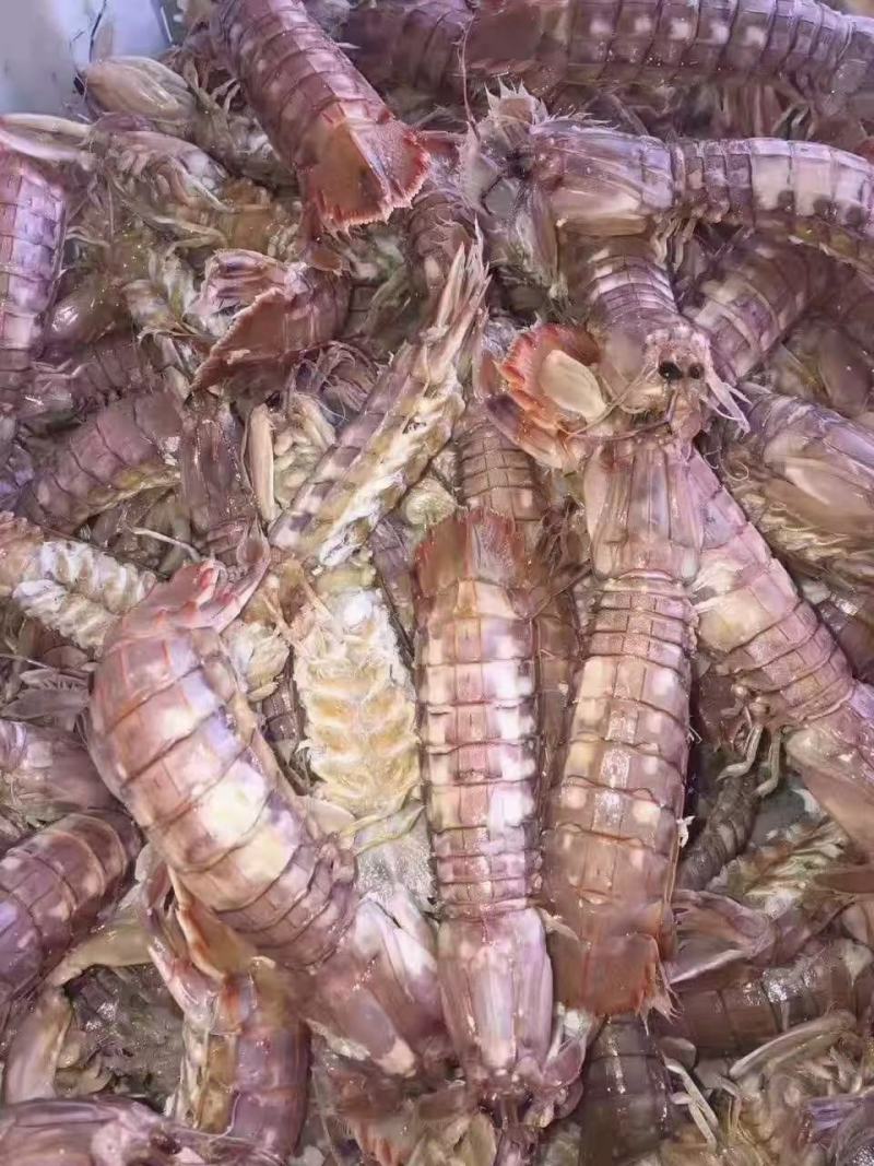 琵琶虾，爬虾，规格齐全