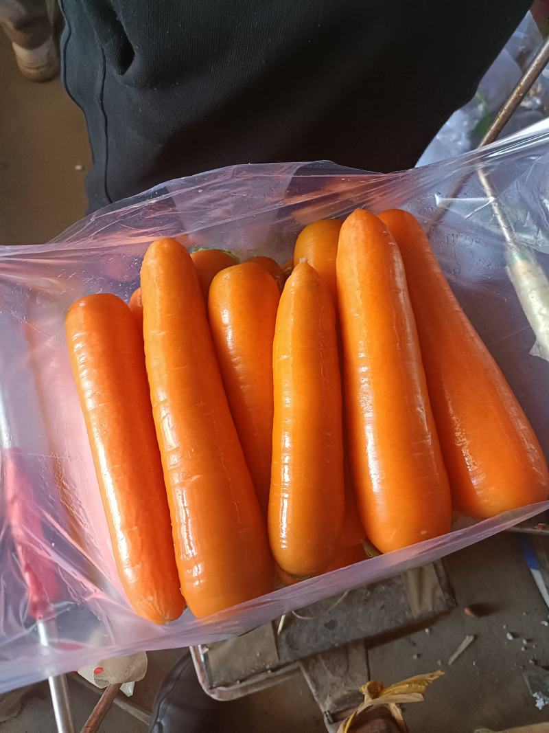 胡萝卜土萝卜全英萝卜产地直供出口加工