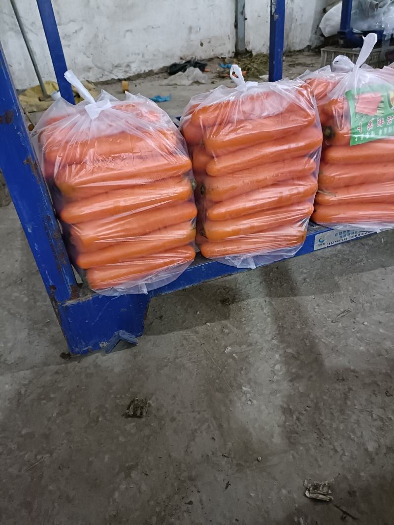 胡萝卜土萝卜全英萝卜产地直供出口加工