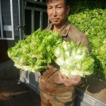 （热销中）售云南省红河州新鲜儿菜