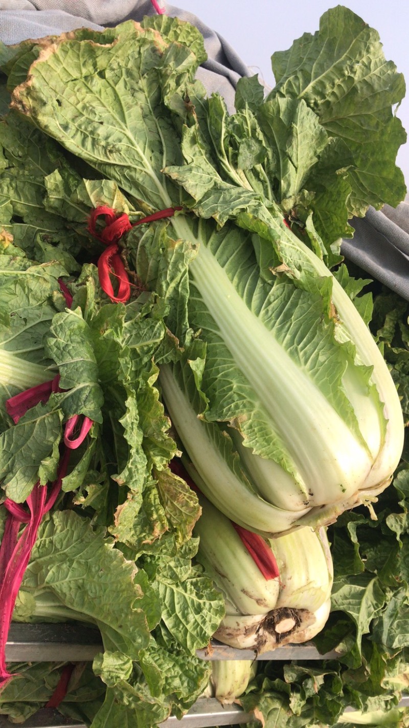【热销】大白菜，白菜
