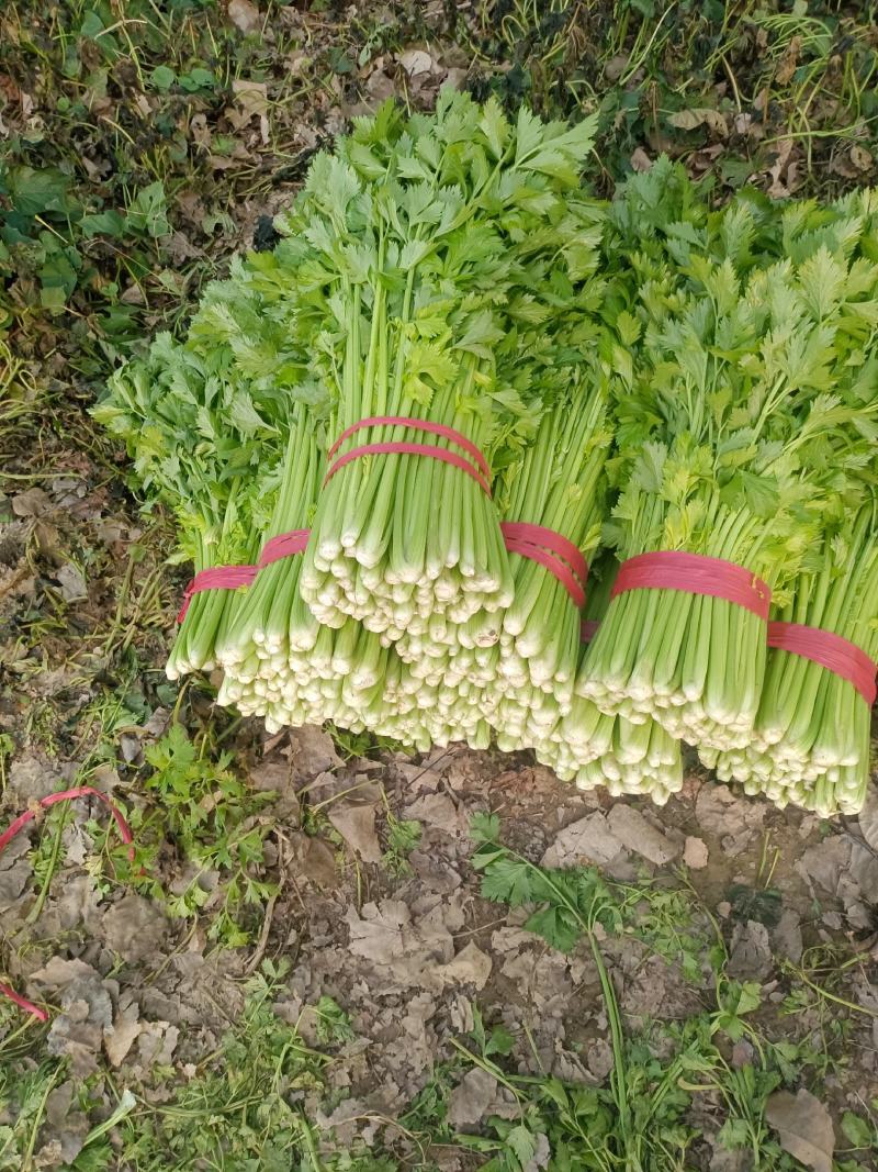 【精品】西芹大棚陆地质量保证全国发货规格齐全欢迎联系