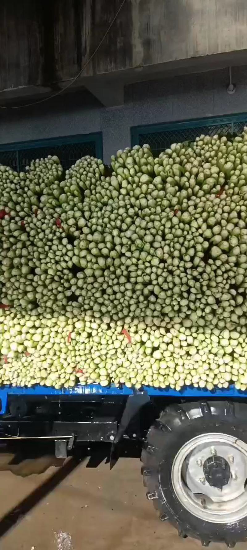 【精品】西芹大棚陆地质量保证全国发货规格齐全欢迎联系