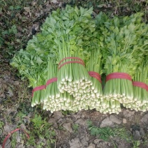 【精品】西芹大棚陆地质量保证全国发货规格齐全欢迎联系