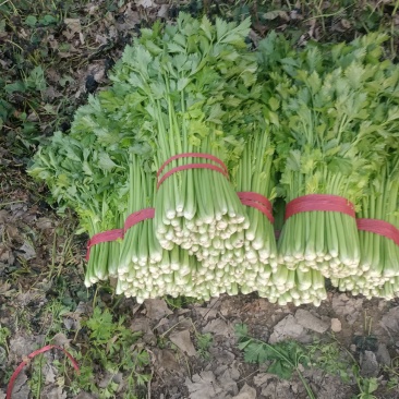 【精品】西芹大棚陆地质量保证全国发货规格齐全欢迎联系