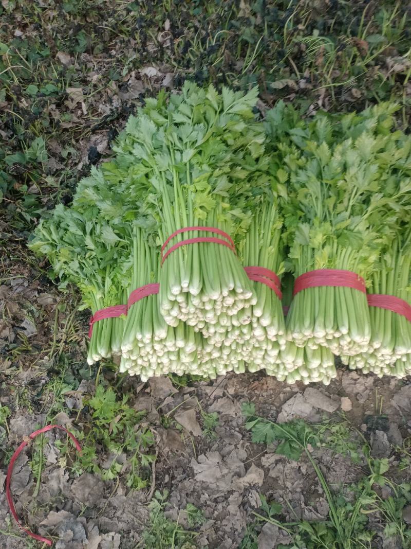【精品】西芹大棚陆地质量保证全国发货规格齐全欢迎联系