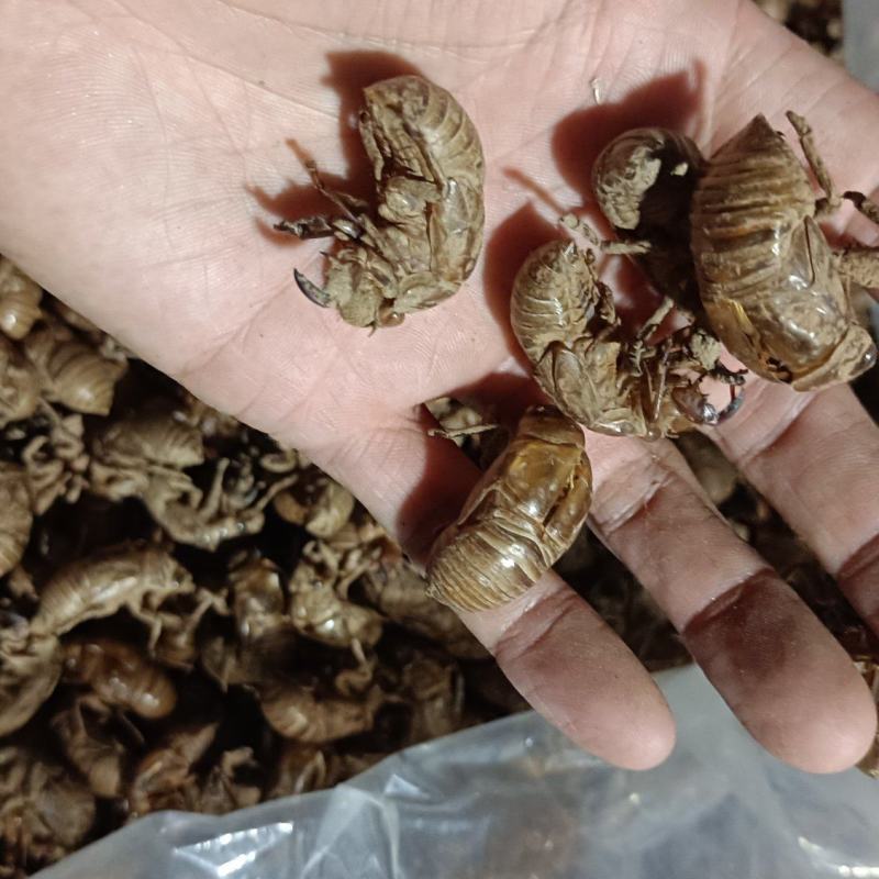 蝉蜕，大马，干净无杂质