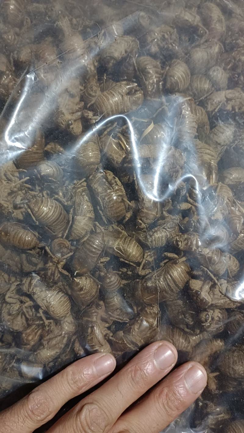 蝉蜕，大马，干净无杂质