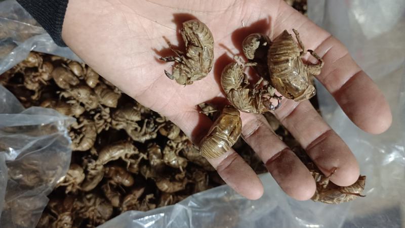 蝉蜕，大马，干净无杂质
