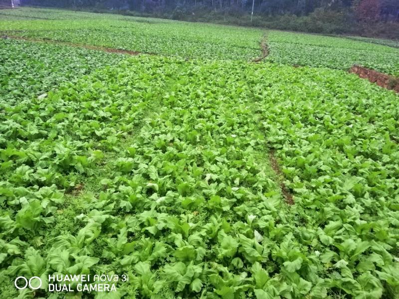 （热销中）售云南省红河州新鲜儿菜