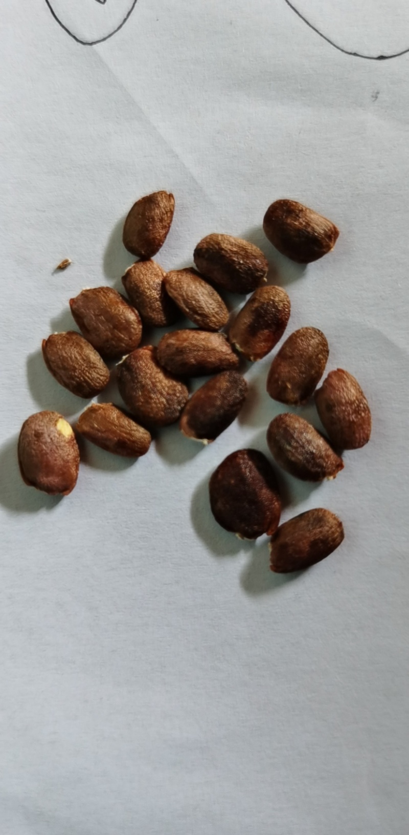 五角枫种子，元宝枫种子，精选好货，发芽试验测试