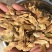 五角枫种子，元宝枫种子，精选好货，发芽试验测试