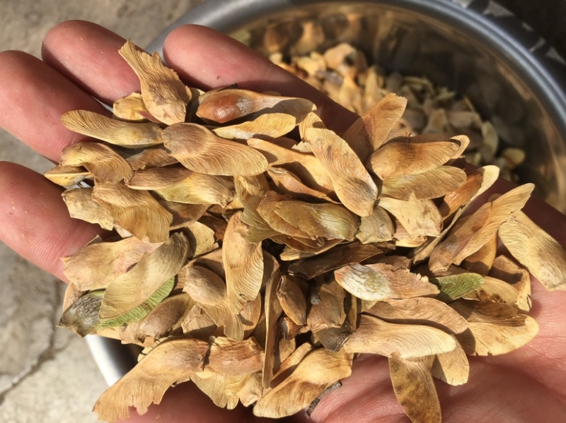 五角枫种子，元宝枫种子，精选好货，发芽试验测试