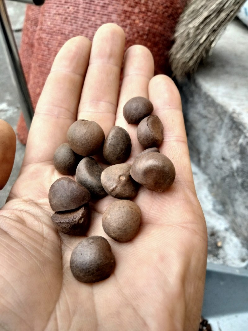 中小籽大量供应