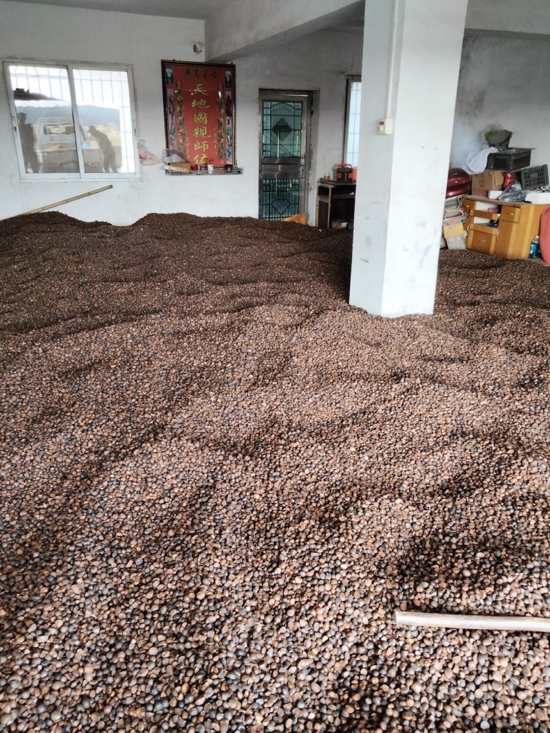 中小籽大量供应