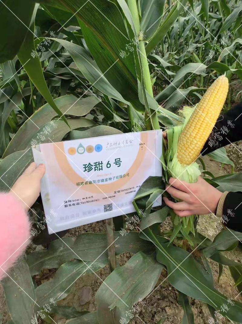 彩珍六号玉米，品质优良，水果甜玉米，